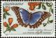 Colnect-4994-849-Menelaus-Blue-Morpho-Morpho-menelaus.jpg