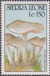 Colnect-1496-905-Volvariella-volvacea.jpg