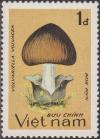 Colnect-1576-995-Volvariella-volvacea.jpg