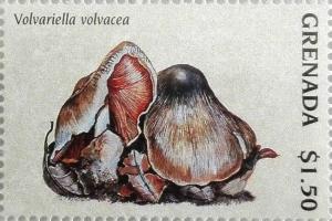 Colnect-4581-309-Volvariella-volvacea.jpg