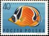 Colnect-2111-304-Melon-Butterflyfish-Chaetodon-trifasciatus.jpg