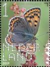 Colnect-5873-228-Lycaena-tityrus.jpg