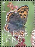 Colnect-5873-228-Lycaena-tityrus.jpg