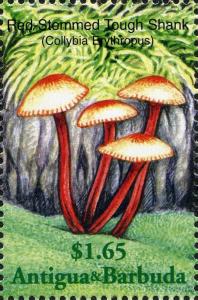 Colnect-2031-911-Collybia-marasmioides.jpg