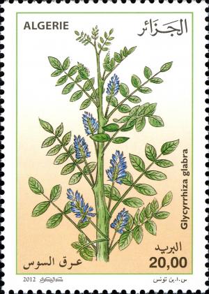 Colnect-1699-055-Glycyrrhiza-glabra.jpg