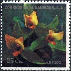 Colnect-2480-540-Lycaste-cruenta.jpg