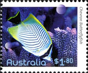 Colnect-910-746-Chevron-Butterflyfish-Chaetodon-trifascialis.jpg