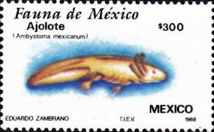 Colnect-2978-080-Axolotl-Ambystoma-mexicanum.jpg