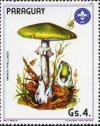 Colnect-2063-999-Amanita-phalloides.jpg