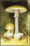 Colnect-3038-217-Amanita-phalloides.jpg