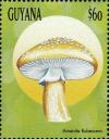 Colnect-3122-303-Amanita-rubescens.jpg