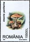 Colnect-5186-525-Amanita-pantherina.jpg