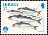 Colnect-6246-291-Atlantic-Mackerel-Scomber-scombrus.jpg