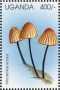 Colnect-1712-466-Marasmius-siccus.jpg