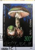 Colnect-5504-560-Amanita-phalloides.jpg