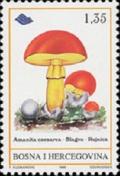 Colnect-564-023-Amanita-caesarea.jpg