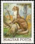 Colnect-913-828-Pine-Marten-Martes-foina.jpg