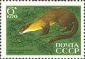 Colnect-918-444-Nilgiri-Marten-Martes-gwatkinsi.jpg