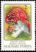 Colnect-941-831-Amanita-muscaria.jpg