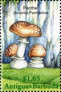 Colnect-2031-904-Amanita-pantherina.jpg