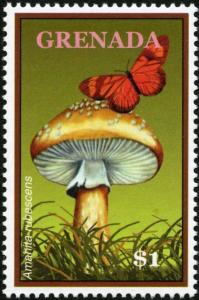 Colnect-3073-687-Amanita-rubescens.jpg