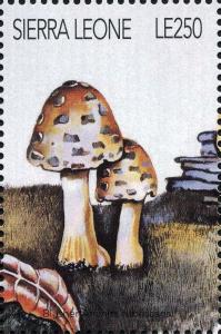 Colnect-3216-968-Amanita-rubescans.jpg