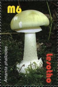 Colnect-1618-687-Amanita-phalloides.jpg