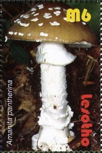 Colnect-1618-688-Amanita-pantherina.jpg