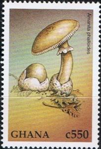 Colnect-4827-351-Amanita-phalloides.jpg