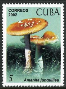 Colnect-4442-205-Amanita-junquillea.jpg