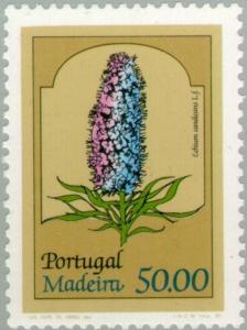 Colnect-185-806-Pride-of-Madeira-Echium-candicans.jpg