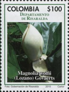 Colnect-3319-685-Magnolia-wolfii.jpg