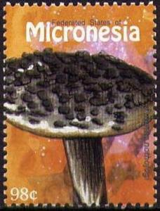 Colnect-4477-475-Amanita-nothofagi.jpg