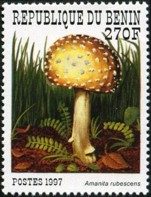 Colnect-1002-228-Amanita-rubescens.jpg