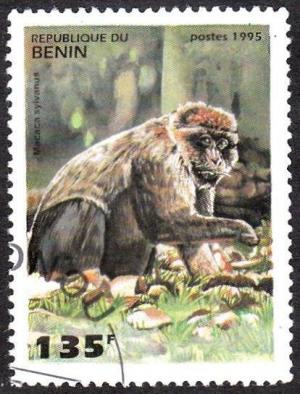 Colnect-1080-146-Barbary-Macaque-Macaca-sylvana-.jpg