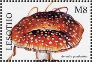 Colnect-1736-212-Amanita-pantherina.jpg