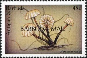 Colnect-2030-978-Marasmius-rotula.jpg