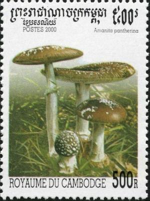 Colnect-2049-764-Amanita-pantherina.jpg