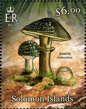 Colnect-2576-879-Amanita-rubescens.jpg