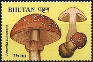 Colnect-2930-754-Amanita-rubescens.jpg