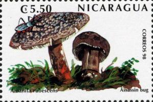 Colnect-3188-494-Amanita-rubescens.jpg