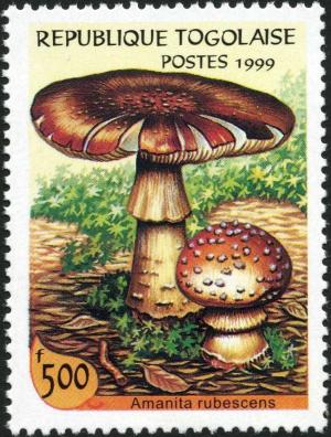 Colnect-3264-052-Amanita-rubescens.jpg