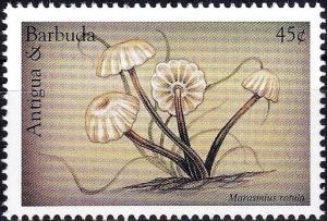 Colnect-3840-420-Marasmius-rotula.jpg