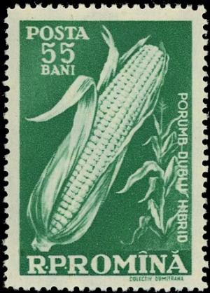 Colnect-4840-819-Maize-Zeya-mais.jpg