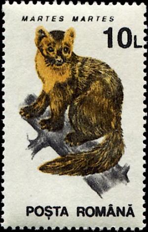 Colnect-4859-371-Pine-Marten-Martes-martes.jpg