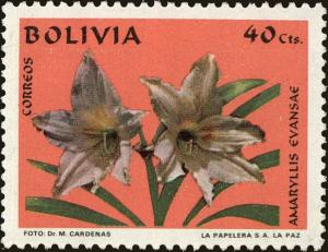 Colnect-5491-636-Amaryllis-evansae.jpg