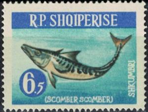 Colnect-5550-074-Atlantic-Mackerel-Scomber-scombrus.jpg