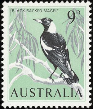 Colnect-604-067-Australian-Magpie-Gymnorhina-tibicen.jpg