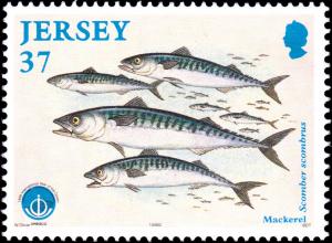 Colnect-6246-291-Atlantic-Mackerel-Scomber-scombrus.jpg