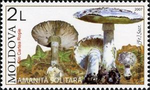 Colnect-737-326-Hedgehog-Amanita-Amanita-solitaria.jpg